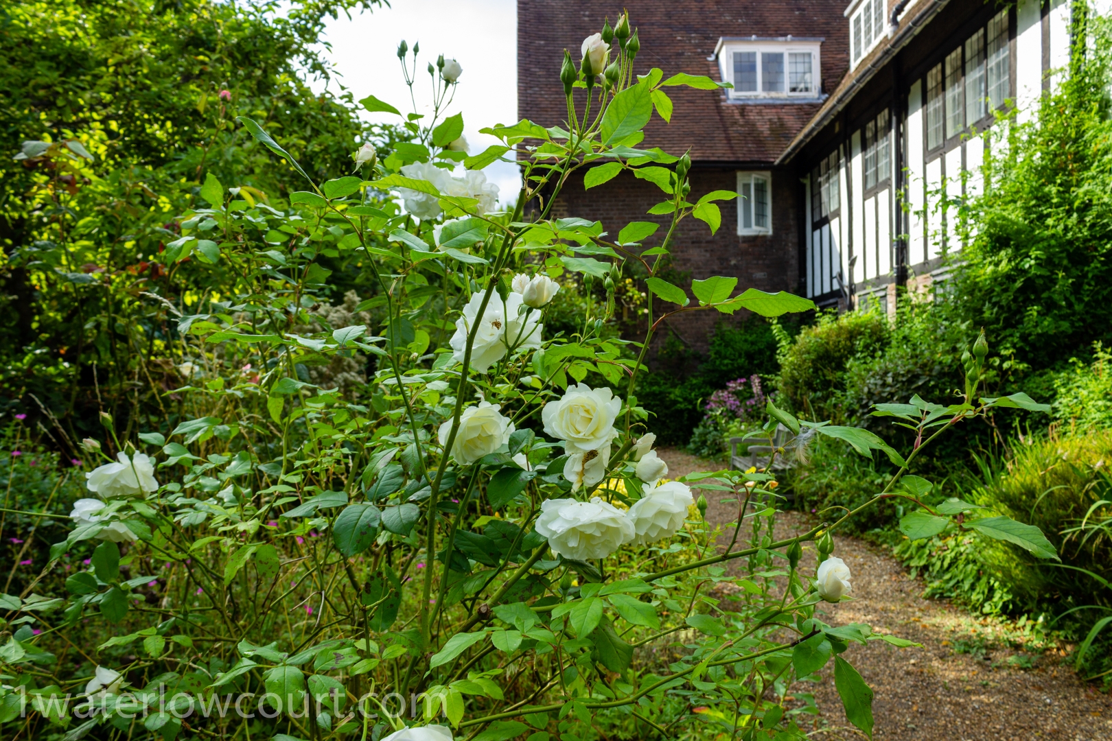 The south-west communal garden of Waterlow Court – white rose in bloom. Waterlow Court is an Arts & Crafts Grade II* listed building designed by M. H. Baillie Scott, 1909. Waterlow Court is located in Hampstead Garden Suburb, London NW11 7DT. Flat 1 is a one-bedroom, ground-floor flat, and is for sale. Listed on Rightmove and Zoopla.